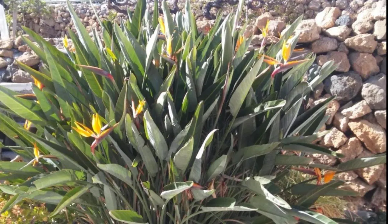 La Casita Ma Petite Folie Tenerife Σάντα Κρουζ Τενερίφης