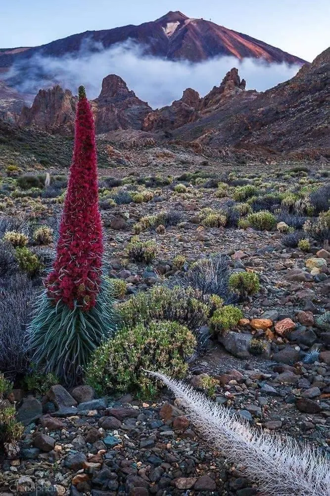 La Casita Ma Petite Folie Tenerife Σάντα Κρουζ Τενερίφης 0*,